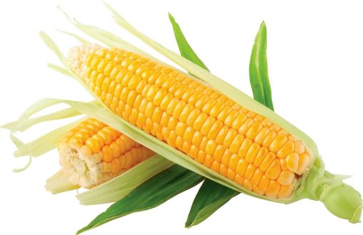 ذرت
