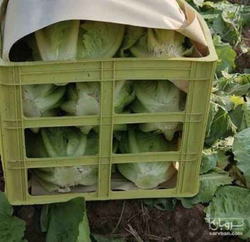 تصویر  کاهو سبدی